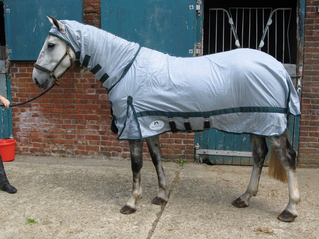 Sherwood Forest Vespa Mesh Combo Rug - Equestrian Shop